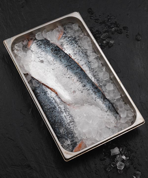 Fresh whole salmon on ice